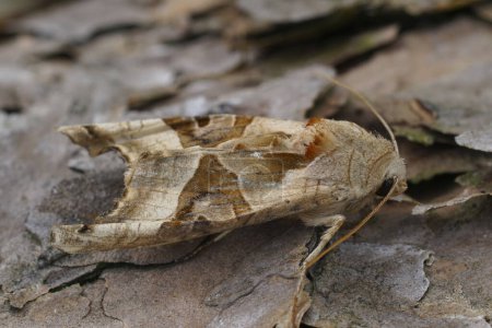 Téléchargez les photos : Gros plan naturel sur le papillon de nuit Angle Shades brun clair, Angle Shades assis sur du bois - en image libre de droit