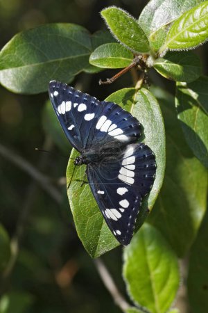 Téléchargez les photos : Gros plan naturel sur le papillon amiral blanc du sud, Limenitis reducta assis dans la végétation avec des ailes déployées - en image libre de droit