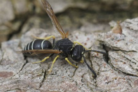Natural detailed closeup on the Medick or Black-headed Mason Wasp, Odynerus melanocephalus sitting on wood