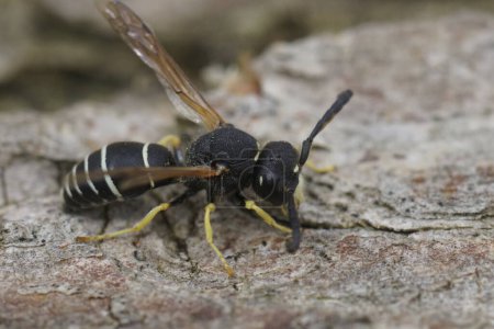 Natural detailed closeup on the Medick or Black-headed Mason Wasp, Odynerus melanocephalus sitting on wood