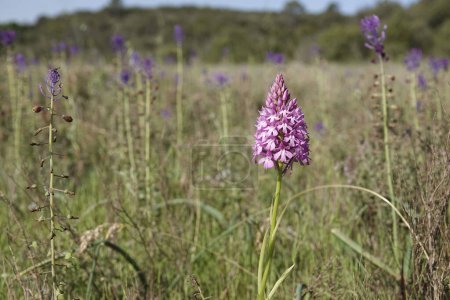 Photo for Natural wide-angle closeup on the purple flower of the Eurropean perennial herbaceous Pyramidal Orchid, Anacamptis pyramidalis in a meadow - Royalty Free Image