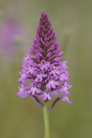 Natural closeup on the purple flower of the Eurropean perennial herbaceous Pyramidal Orchid, Anacamptis pyramidalis