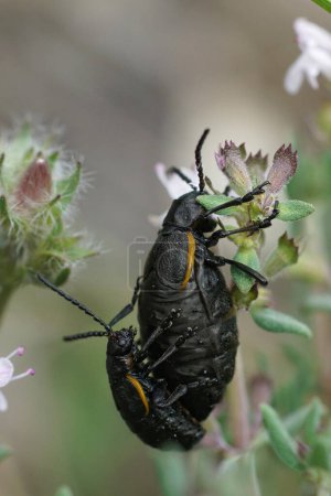 Natural closeup on a copulation of a male and female dark leaf beetle, Arima marginata sitting in the vegetation