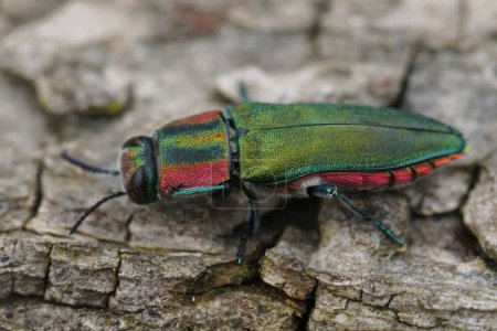 Natural detailed closeup on a colorful green and red metallic jewel beetle, Anthaxia hungarica sitting on wood
