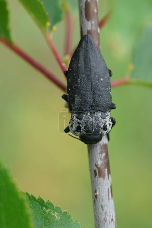Natural closeup on a large black and white jewel beetle, the flatheaded woodborer, Capnodis tenebrionis, sitting on a twig in the Gard, France