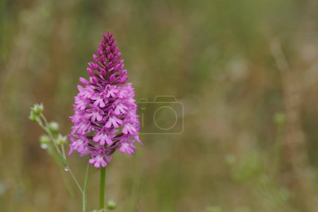 Photo for Natural closeup on the purple flower of the Eurropean perennial herbaceous Pyramidal Orchid, Anacamptis pyramidalis - Royalty Free Image