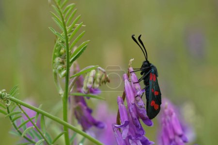 Natural closeup on the colorful and diurnal Narrow-bordered Five-spot Burnet moth , Zygaena lonicerae on purple Vetch