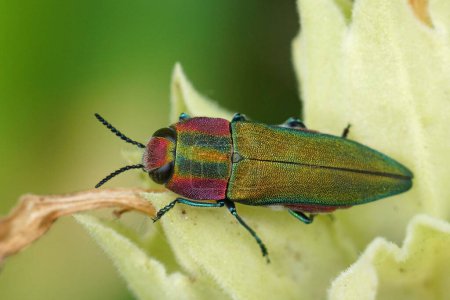 Natural closeup on a colorful green and red metallic jewel beetle, Anthaxia hungarica sitting on a leaf