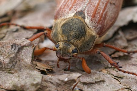 Natürliche frontale Detailaufnahme eines auf Holz sitzenden Maykäfers oder Maybugs, Melolontha melolontha