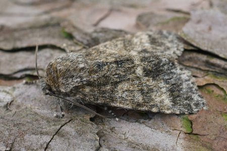Natural detailed closeup on a Poplar grey owlet moth, Acronicta megacephala, sitting on wood