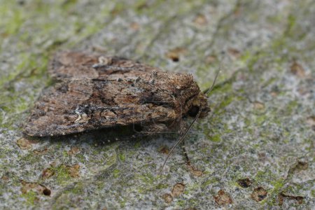 Natural closeup on a bordered apamea or Rustic Shoulder-knot owlet moth, Apamea sordens sitting on wood
