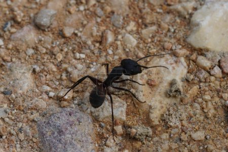 Gros plan naturel détaillé sur une fourmi de sucre tachetée de sang, Camponotus cruentatus sur le sol
