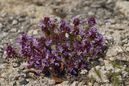 Natural closeup on the purple flowering Montpelier Coris, Coris monspeliensis in the Mediterranean
