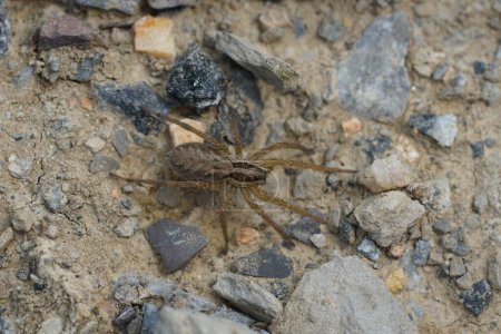 Téléchargez les photos : Gros plan dorsal naturel sur une araignée loup européenne, Hogna radiata au sol - en image libre de droit