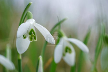 Natural closeup on the white early flowering springtime common snowdrop, Galanthus nivalis wildflower