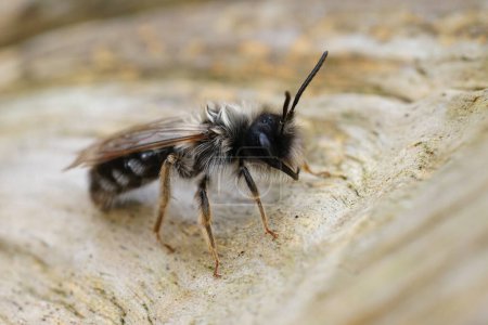Téléchargez les photos : Gros plan naturel sur une abeille minière mâle à dos gris, Andrena vaga infectée par un parasite de Stylops ater, ce qui le fait émerger trop tôt dans la saison - en image libre de droit