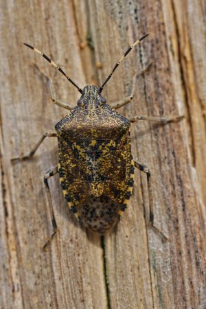 Natural closeup on an overwintering grey garden bug, Rhaphigaster nebulosa on wood
