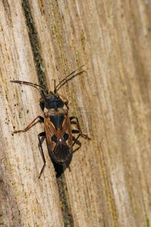 Natural closeup on an overwintering dirt-colored seed bug, Rhyparochromus vulgaris sitting on a pole in the springtime sunlight