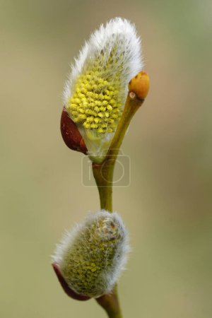 Natural vertical closeup on the yellow Goat willow, Salix caprea catkin in the early spring