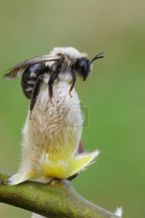 Primer plano vertical natural en una abeja minera dorsal gris, Andrena vaga, sentada en la parte superior de un captador de sauce de cabra