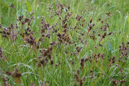 Photo for Natural lcoseup on a field wood-rush, Good Friday grass or sweep's brush , Luzula campestris - Royalty Free Image