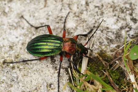 Natural closeup on a green metallic colorful ground beetle, Carabus auronitens sitting on a stone