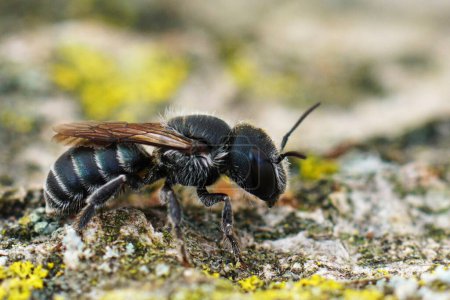 Téléchargez les photos : Gros plan détaillé sur la femelle de couleur noir foncé de l'abeille maçon bleu, Osmia caerulescens assis sur du bois - en image libre de droit