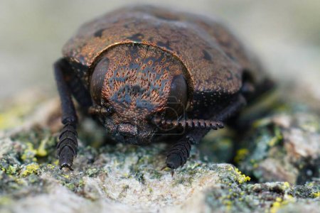 Detailed closeup on a large brown colorede jewel beetle, Capnodis tenebricosa sitting on wood