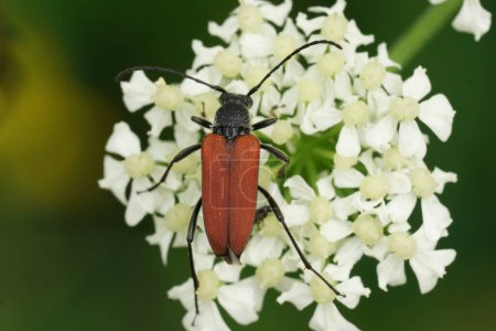 Colorido primer plano natural en el rojo brillante Anastrangalia reyi, escarabajo de cuerno largo en una flor blanca en el campo