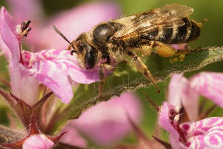 Natural closeup on a female Yellow leggeed mining bee, Andrena flavipes sitting on a pink flower