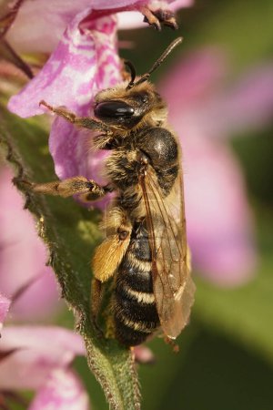 Natürliche Nahaufnahme einer Bergbaubiene mit gelben Beinen, Andrena flavipes sitzt auf einer rosa Blume