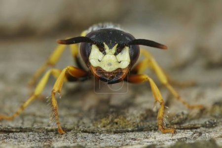 Natural detaled facial frontal close up of the head of a European beewolf, Philanthus triangulum on a piece of wood
