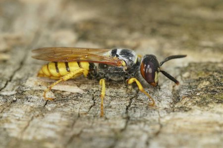 Natural detailed close up on a colorful yellow striped European beewolf, Philanthus triangulum on a piece of wood