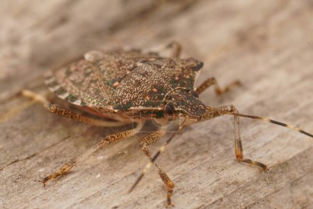Detailed closeup on an adult Asian brown mediterranean pentatomid shieldbug, Halyomorpha halys a pest to fruit and agriculture
