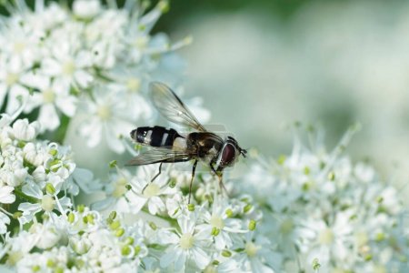 Primer plano natural en una infrecuente mosca de Leucozona laternaria ensillada oscura sobre una flor blanca en los Alpes austríacos