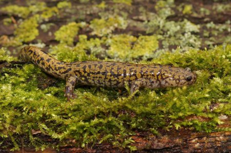 Gros plan détaillé sur un mâle de la salamandre colorée et rare du ruisseau Hondo, Hynobius kimurae sur de la mousse verte
