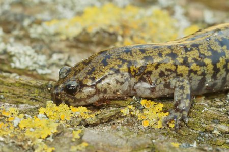 Colorful closeup on a male of the colorful and rare Hondo streamside salamander, Hynobius kimurae, sitting on a piece of wood