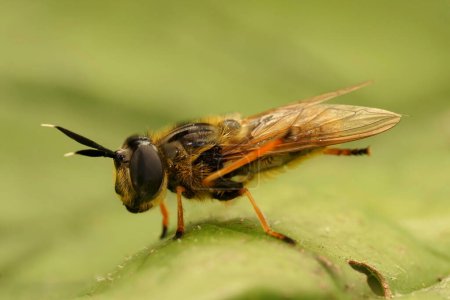 Natural closeup on a rare long-horned hoverfly, Callicera fagesii, of which Callicera fagesii of which the larvae live in water rot-holes of overmature trees