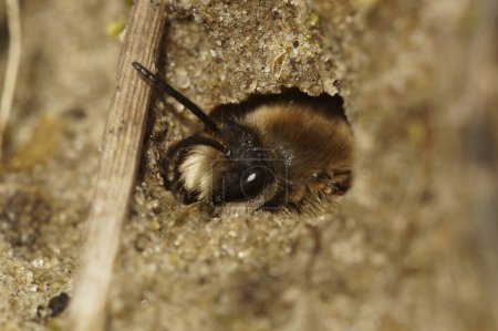 Natural closeup on a male Early cellophane bee, Colletes cunicularius hiding in it's underground nest