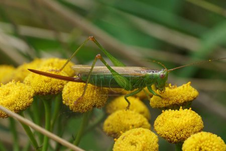 Photo for Natural closeup on the long winged cone-head grasshopper, Conocephalus fuscus sitting on top of a yellow Tansy flower - Royalty Free Image