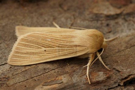 Foto de Detailed closeup of the pale brown colored common wainscot moth, Mythimna pallens on a piece of wood in the garden - Imagen libre de derechos