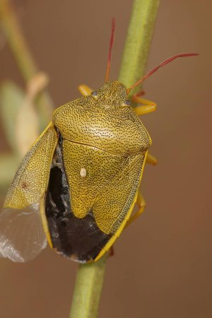 Foto de Primer plano vertical natural en un colorido insecto de escudo de gorse adulto, Piezodorus lituratus sentado en la vegetación - Imagen libre de derechos