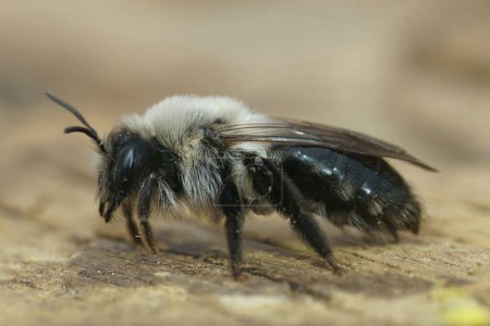 Natural coseup on a grey-backed mining bee, Andrena vaga sitting on wood