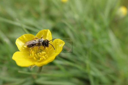 Natural wide-angle closeup on a male grey-backed mining bee, Andrena vaga sitting on a yellow buttercup flower