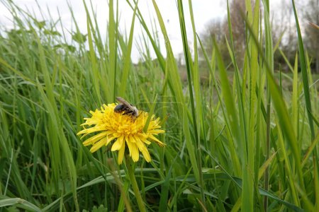 Natural closeup on a female grey-backed mining bee, Andrena vaga feeding on a yellow dandelion flower in the sunlight