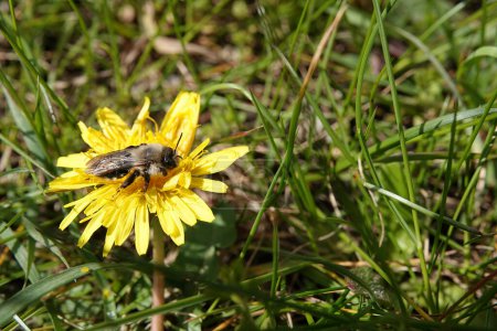Natural closeup on a female grey-backed mining bee, Andrena vaga on a yellow dandelion flower in the sunlight
