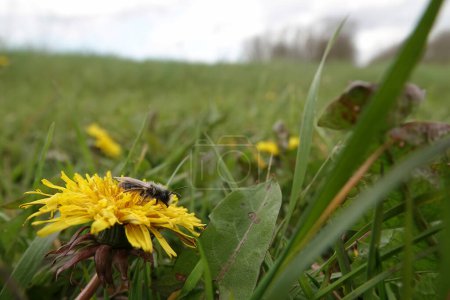 Natural wide-angle closeup on a male grey-backed mining bee, Andrena vaga sitting on a yellow dandelion flower
