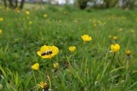 Natural wide-angle closeup on a female grey-backed mining bee, Andrena vaga sitting on a yellow buttercup flower