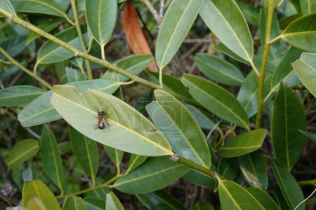 Natürliche Nahaufnahme einer männlichen roten Maurerbiene, Osmia rufa sitzt auf einem grünen Blatt im Garten