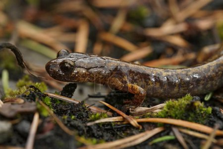 Natural closeup on a Northern Oregon Dunn's salamander, Plethodon dunni sitting on moss